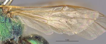 Media type: image;   Entomology 548 Aspect: Wing hind